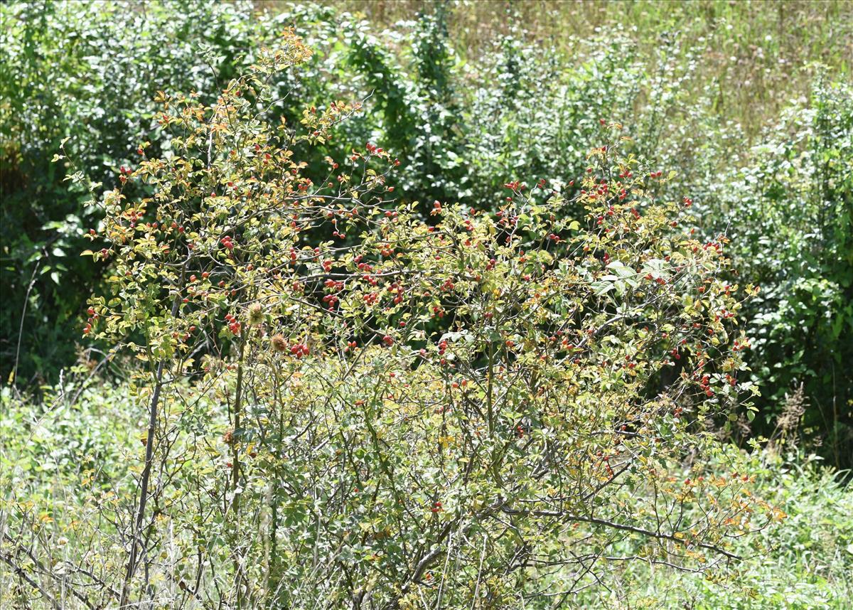 Rosa micrantha (door Jan Klinckenberg)